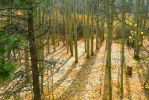 PICTURES/Pikes Peak - No Bust/t_Forest of Aspens8.JPG
